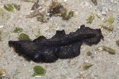 Pseudobiceros stellae