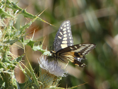 Papilio polyxenes rudkini