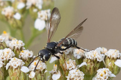 Cerceris nigrescens