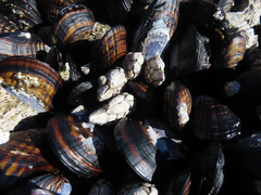 Pollicipes polymerus