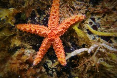 Uniophora granifera
