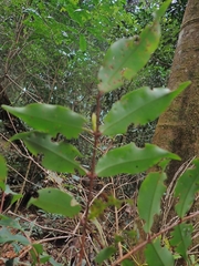 Pilidiostigma glabrum