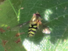 Syrphus opinator