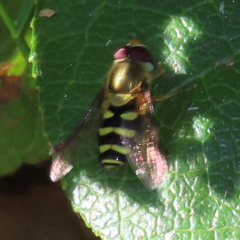 Syrphus opinator