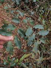 Pilidiostigma glabrum