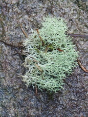 Cladonia subtenuis