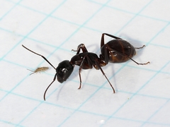 Camponotus americanus