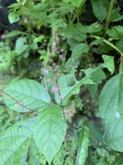 Petiveria alliacea