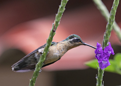 Lampornis castaneoventris