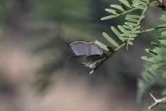 Hemiargus ceraunus astenidas