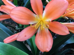 Clivia