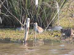 Porphyriops melanops