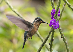 Lampornis castaneoventris