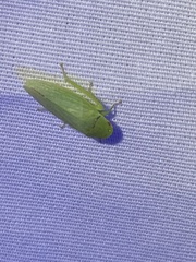 Cicadellidae