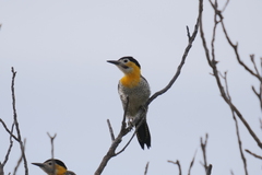 Colaptes campestris campestroides