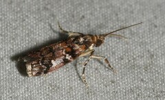 Dioryctria pygmaeella