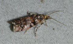 Dioryctria pygmaeella