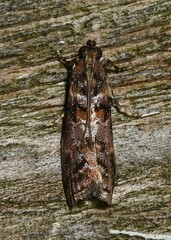Dioryctria pygmaeella