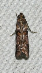 Dioryctria pygmaeella