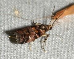 Dioryctria pygmaeella