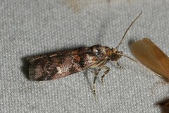 Dioryctria pygmaeella