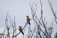 Colaptes campestris campestroides