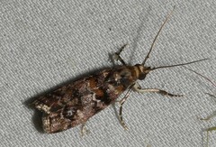 Dioryctria pygmaeella