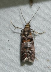 Dioryctria pygmaeella