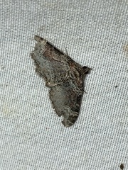 Xanthorhoe