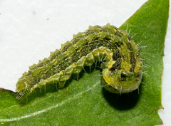 Schinia rivulosa