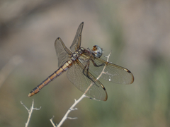 Libellula comanche