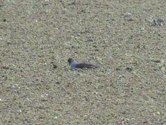 Porphyriops melanops