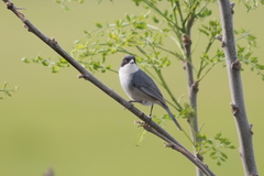 Microspingus melanoleucus