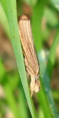 Agriphila vulgivagellus