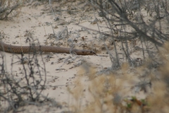 Pseudonaja aspidorhyncha