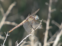 Libellula comanche