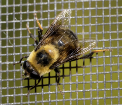 Eristalis flavipes