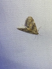 Elophila