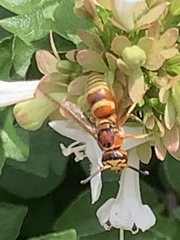 Euodynerus pratensis