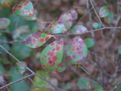 Vaccinium arboreum