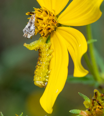 Cirrhophanus triangulifer