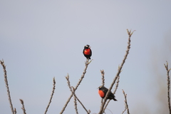 Leistes superciliaris