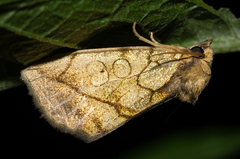 Basilodes pepita