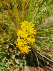 Solidago spectabilis