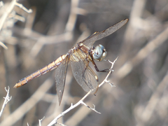 Libellula comanche