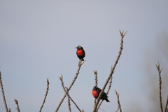 Leistes superciliaris