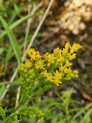 Solidago spectabilis