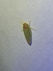 Gyponana octolineata