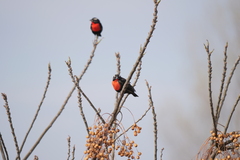 Leistes superciliaris