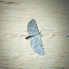 Eupithecia miserulata